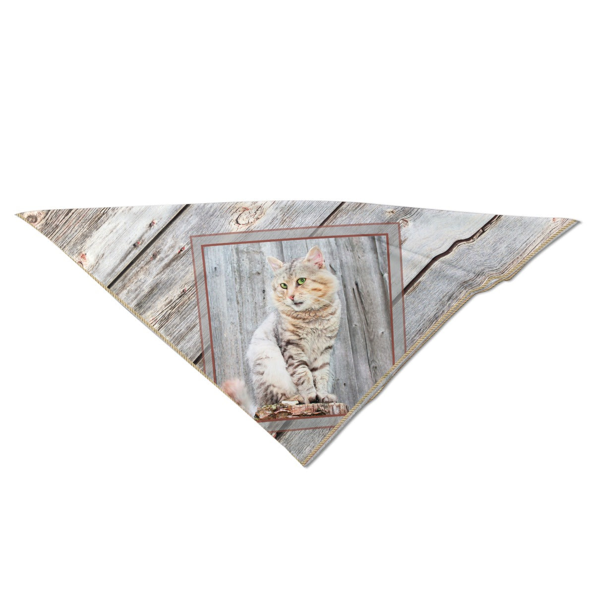 Large Barn Cat